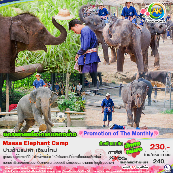 064 Maesa Elephant Camp