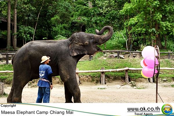 ปางชางแมสา เชยงใหมMaesa Elephant Camp 1