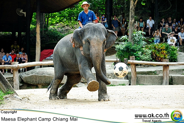 ปางชางแมสา เชยงใหมMaesa Elephant Camp 2