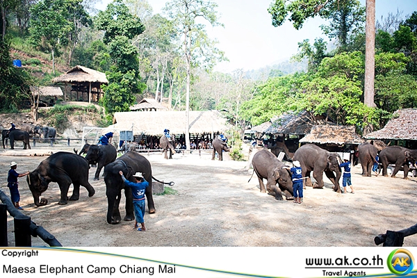 ปางชางแมสา เชยงใหมMaesa Elephant Camp 4