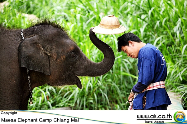 ปางชางแมสา เชยงใหมMaesa Elephant Camp 7