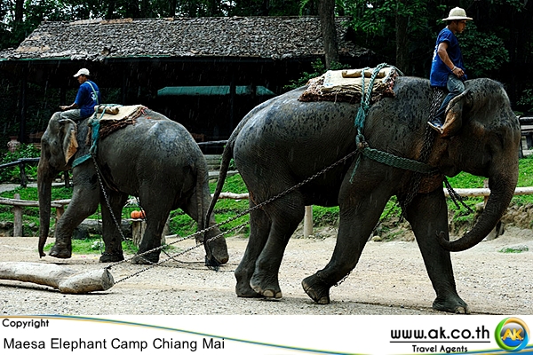 ปางชางแมสา เชยงใหมMaesa Elephant Camp 8