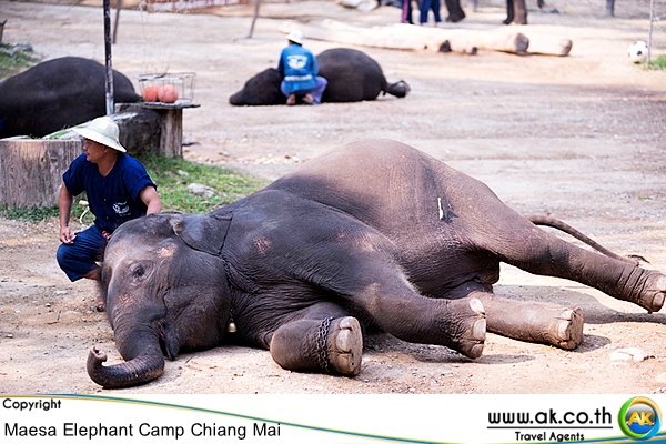 ปางชางแมสา เชยงใหมMaesa Elephant Camp 9
