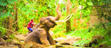 V620744 Maesa Eaesa Elephant Camp ปางช้างแม่สา