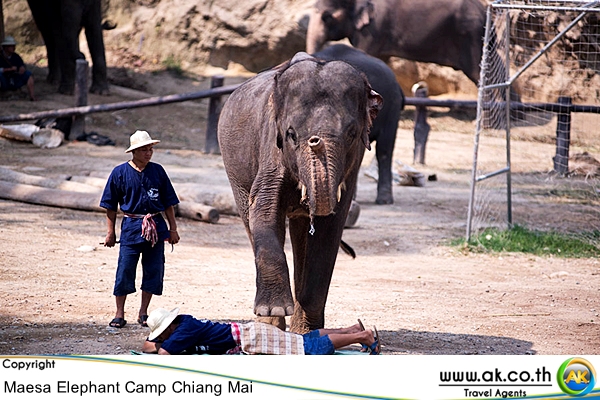 ปางชางแมสา เชยงใหมMaesa Elephant Camp 3