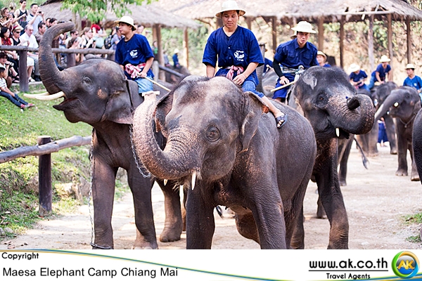 ปางชางแมสา เชยงใหมMaesa Elephant Camp 5