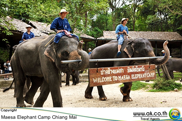 ปางชางแมสา เชยงใหมMaesa Elephant Camp 6