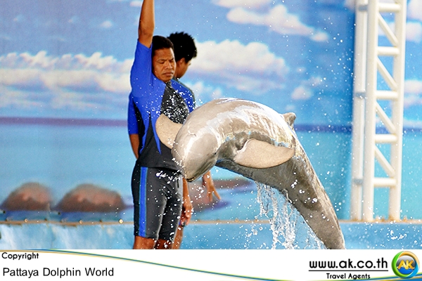 Pattaya Dolphin world พทยา ดอลฟน Dolphin Show 1 1