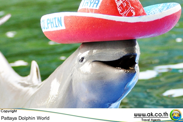 Pattaya Dolphin world พทยา ดอลฟน Dolphin Show 4 1