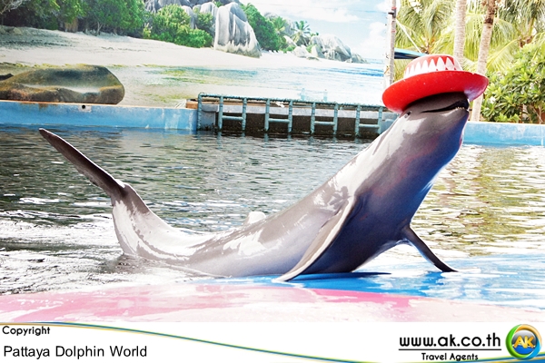 Pattaya Dolphin world พทยา ดอลฟน Dolphin Show 5