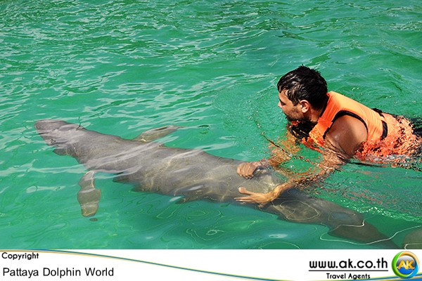 Pattaya Dolphin world พทยา ดอลฟน Swimming with Dolphin 1 1