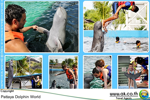 Pattaya Dolphin world พทยา ดอลฟน เวลด 12
