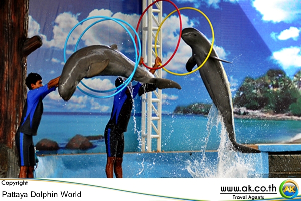 Pattaya Dolphin world พทยา ดอลฟน เวลด การแสดงโชว