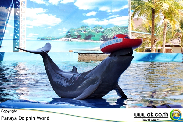 Pattaya Dolphin world พทยา ดอลฟน เวลด โลมาใสหมวก
