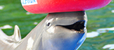 S Pattaya Dolphin world