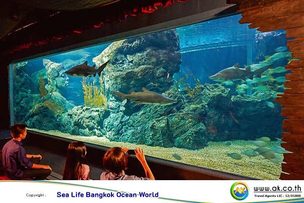 Sea Life Bangkok Ocean World12