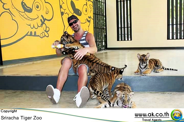สวนเสอศรราชา Sriracha Tiger Zoo 10