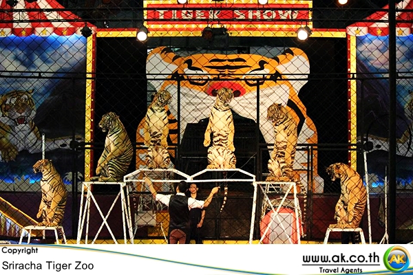 สวนเสอศรราชา Sriracha Tiger Zoo 7