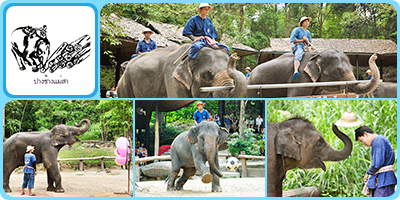 004 Maesa Elephant Camp