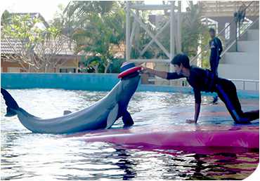 Pattaya Dolphin 1 12